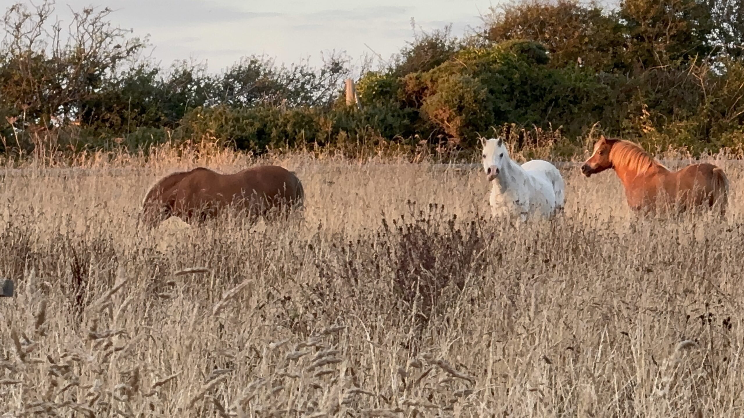 ponies added to wild meadow at Llanunwas rewilding